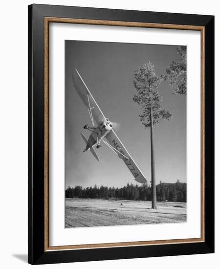 Pilot Sammy Mason Flying around a Tree During a Performance of His California Air Circus-Loomis Dean-Framed Photographic Print