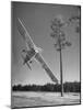 Pilot Sammy Mason Flying around a Tree During a Performance of His California Air Circus-Loomis Dean-Mounted Photographic Print