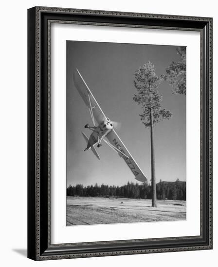 Pilot Sammy Mason Flying around a Tree During a Performance of His California Air Circus-Loomis Dean-Framed Photographic Print