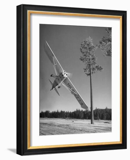 Pilot Sammy Mason Flying around a Tree During a Performance of His California Air Circus-Loomis Dean-Framed Photographic Print