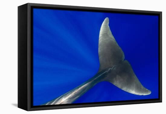 Pilot whale close-up, Tenerife, Canary Islands-Sergio Hanquet-Framed Premier Image Canvas