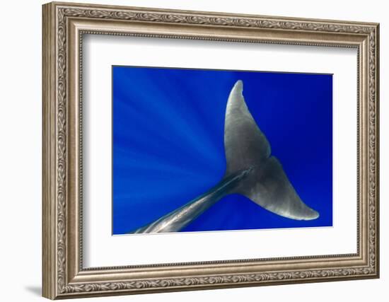 Pilot whale close-up, Tenerife, Canary Islands-Sergio Hanquet-Framed Photographic Print