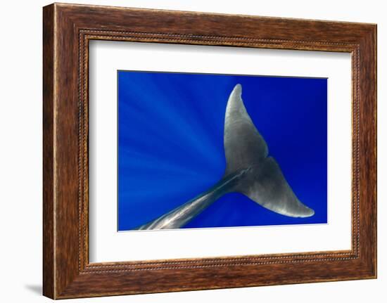 Pilot whale close-up, Tenerife, Canary Islands-Sergio Hanquet-Framed Photographic Print