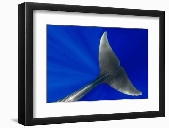 Pilot whale close-up, Tenerife, Canary Islands-Sergio Hanquet-Framed Photographic Print