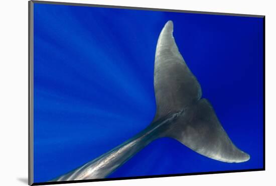 Pilot whale close-up, Tenerife, Canary Islands-Sergio Hanquet-Mounted Photographic Print