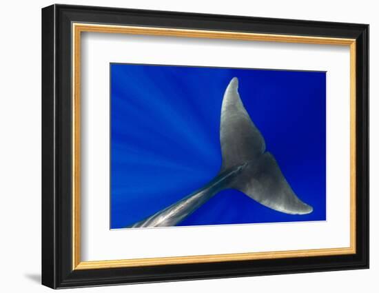 Pilot whale close-up, Tenerife, Canary Islands-Sergio Hanquet-Framed Photographic Print