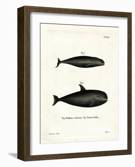 Pilot Whale-null-Framed Giclee Print