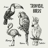 Hand Drawn Sketch Black and White Vintage Exotic Tropical Birds Set. Vector Illustration Isolated O-Pim-Framed Art Print