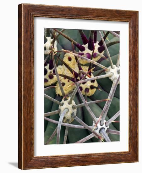 Pima Pineapple Cactus, Close-Up of Spines. Organ Pipe Cactus National Monument, Arizona, USA-Philippe Clement-Framed Photographic Print