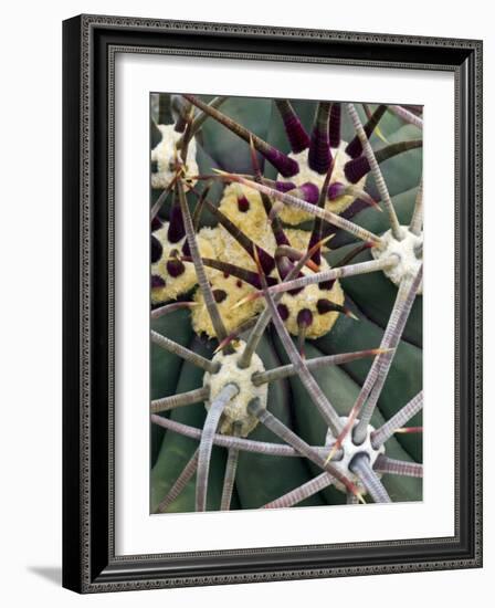 Pima Pineapple Cactus, Close-Up of Spines. Organ Pipe Cactus National Monument, Arizona, USA-Philippe Clement-Framed Photographic Print