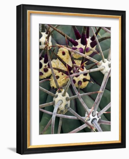 Pima Pineapple Cactus, Close-Up of Spines. Organ Pipe Cactus National Monument, Arizona, USA-Philippe Clement-Framed Photographic Print