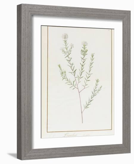 Pimelea Linifolia, 1812-Pierre Joseph Redoute-Framed Giclee Print