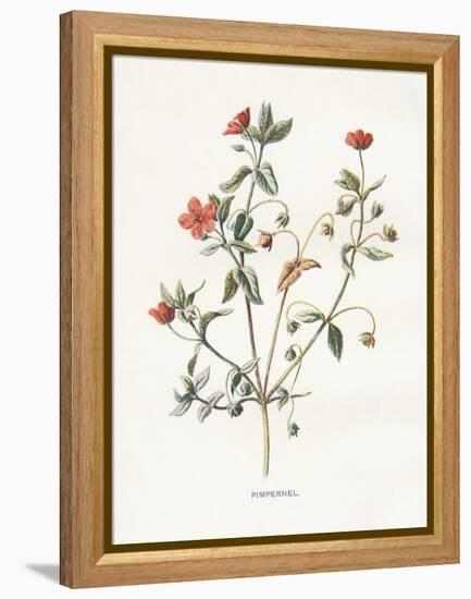 Pimpernel-Gwendolyn Babbitt-Framed Stretched Canvas