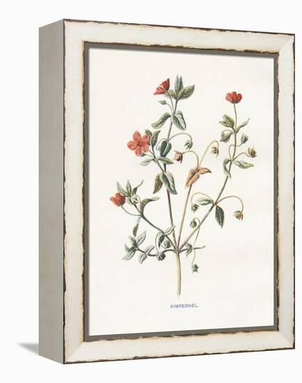 Pimpernel-Gwendolyn Babbitt-Framed Stretched Canvas