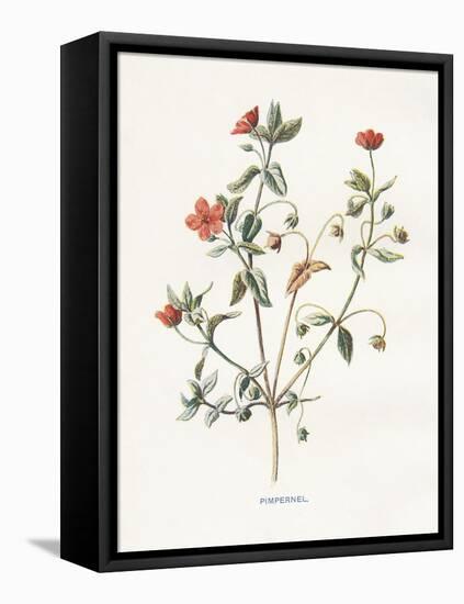Pimpernel-Gwendolyn Babbitt-Framed Stretched Canvas
