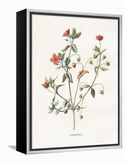 Pimpernel-Gwendolyn Babbitt-Framed Stretched Canvas