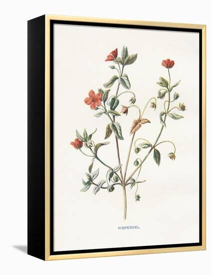 Pimpernel-Gwendolyn Babbitt-Framed Stretched Canvas