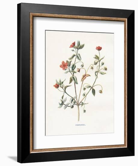 Pimpernel-Gwendolyn Babbitt-Framed Premium Giclee Print