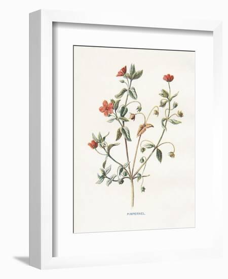 Pimpernel-Gwendolyn Babbitt-Framed Premium Giclee Print