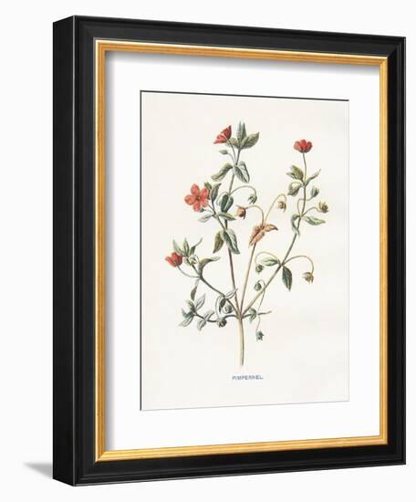 Pimpernel-Gwendolyn Babbitt-Framed Premium Giclee Print