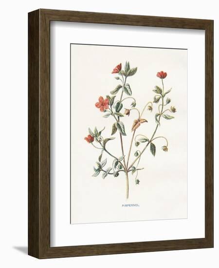 Pimpernel-Gwendolyn Babbitt-Framed Art Print