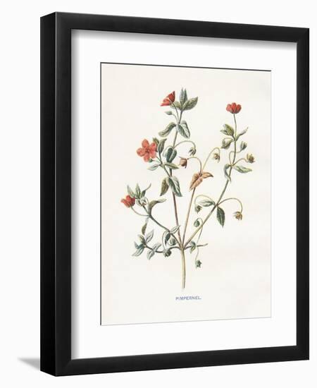 Pimpernel-Gwendolyn Babbitt-Framed Art Print