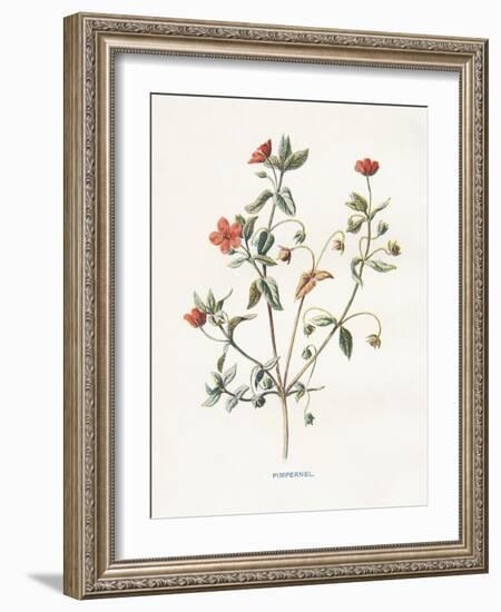 Pimpernel-Gwendolyn Babbitt-Framed Art Print