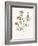 Pimpernel-Gwendolyn Babbitt-Framed Art Print