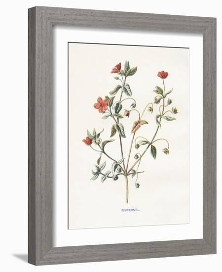 Pimpernel-Gwendolyn Babbitt-Framed Art Print