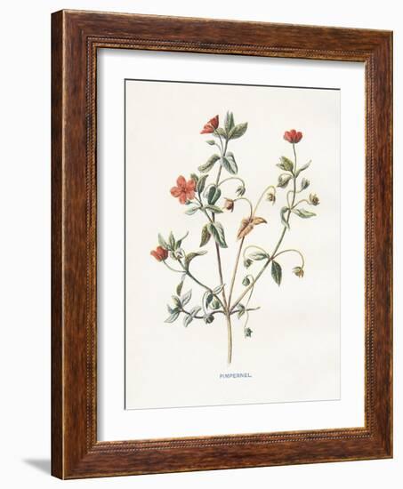 Pimpernel-Gwendolyn Babbitt-Framed Art Print