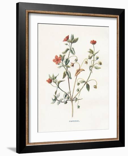 Pimpernel-Gwendolyn Babbitt-Framed Art Print