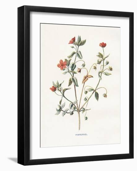 Pimpernel-Gwendolyn Babbitt-Framed Art Print