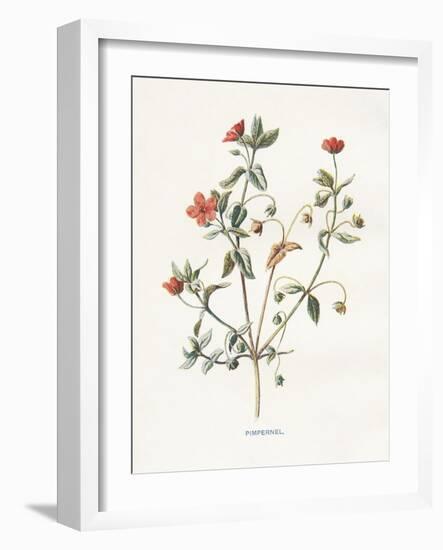Pimpernel-Gwendolyn Babbitt-Framed Art Print