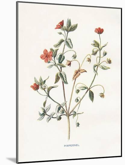 Pimpernel-Gwendolyn Babbitt-Mounted Art Print