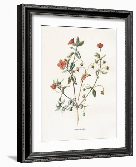 Pimpernel-Gwendolyn Babbitt-Framed Art Print