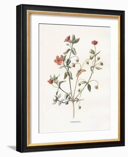 Pimpernel-Gwendolyn Babbitt-Framed Art Print