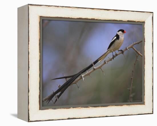 Pin-Tailed Whydah (Vidua Macroura), Male in Breeding Plumage, South Africa, Africa-Ann & Steve Toon-Framed Premier Image Canvas