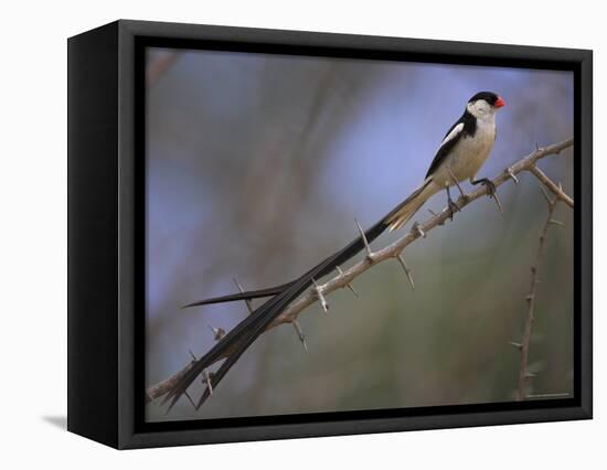 Pin-Tailed Whydah (Vidua Macroura), Male in Breeding Plumage, South Africa, Africa-Ann & Steve Toon-Framed Premier Image Canvas