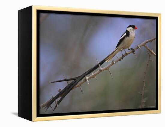 Pin-Tailed Whydah (Vidua Macroura), Male in Breeding Plumage, South Africa, Africa-Ann & Steve Toon-Framed Premier Image Canvas