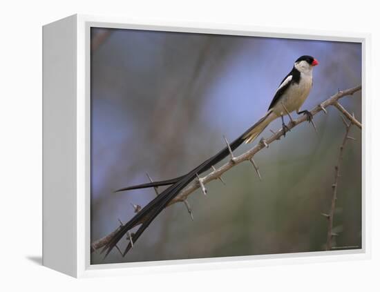 Pin-Tailed Whydah (Vidua Macroura), Male in Breeding Plumage, South Africa, Africa-Ann & Steve Toon-Framed Premier Image Canvas