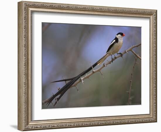 Pin-Tailed Whydah (Vidua Macroura), Male in Breeding Plumage, South Africa, Africa-Ann & Steve Toon-Framed Photographic Print