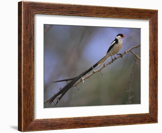 Pin-Tailed Whydah (Vidua Macroura), Male in Breeding Plumage, South Africa, Africa-Ann & Steve Toon-Framed Photographic Print