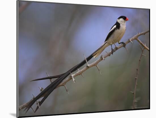 Pin-Tailed Whydah (Vidua Macroura), Male in Breeding Plumage, South Africa, Africa-Ann & Steve Toon-Mounted Photographic Print