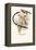 Pin-Tailed Whydah-Arthur G. Butler-Framed Stretched Canvas