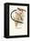 Pin-Tailed Whydah-Arthur G. Butler-Framed Stretched Canvas