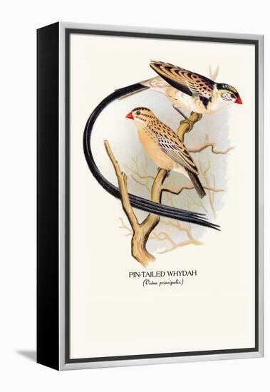 Pin-Tailed Whydah-Arthur G. Butler-Framed Stretched Canvas