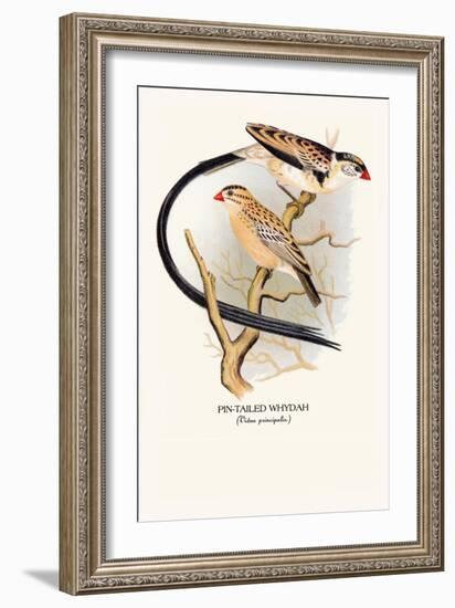 Pin-Tailed Whydah-Arthur G. Butler-Framed Art Print