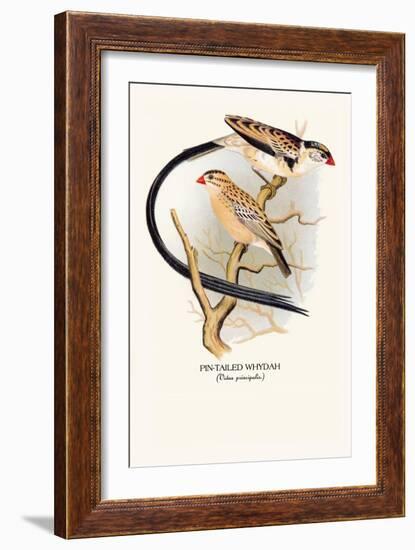 Pin-Tailed Whydah-Arthur G. Butler-Framed Art Print