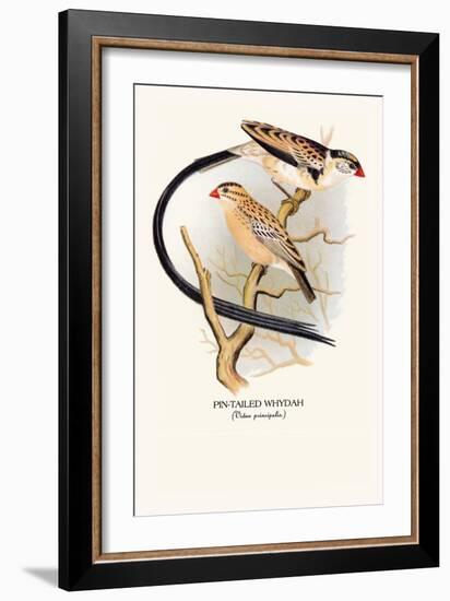 Pin-Tailed Whydah-Arthur G. Butler-Framed Art Print