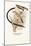 Pin-Tailed Whydah-Arthur G. Butler-Mounted Art Print